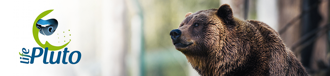 LIFE + Natura PLUTO “Italian emergency strategy for fighting illegal poisoning and minimize its impact on bear, wolf and other species”.